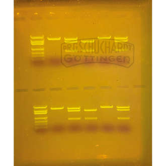 DNA-Marker SYBR® Safe