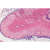 LIEDER Histologie: Hormonorgane 6 Mikropräparate 1