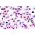 LIEDER Histologie des Frosches (Rana) 20 Präparate 2