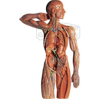 Lymphgefässsystem Modell SOMSO®
