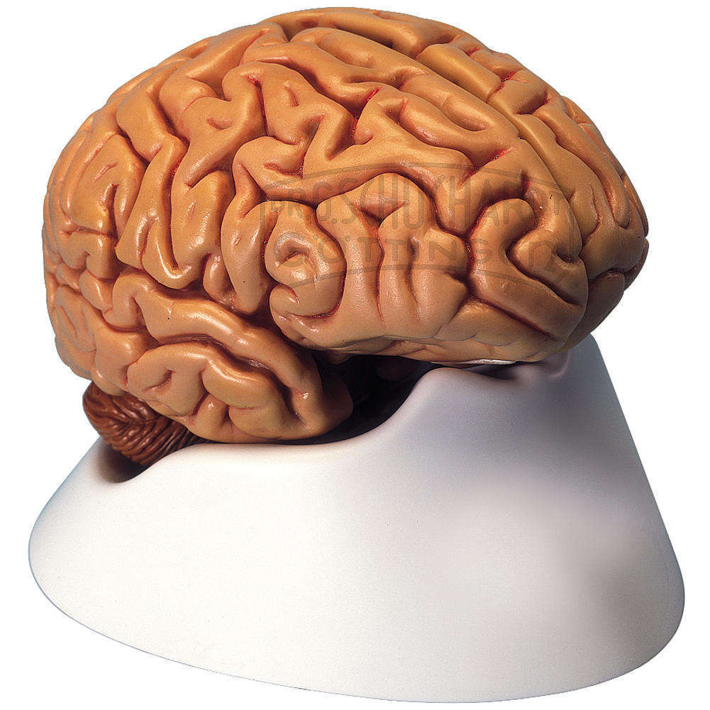 Купить мозг бу. Муляж головного мозга человека. Модель головного мозга. Макет головного мозга.