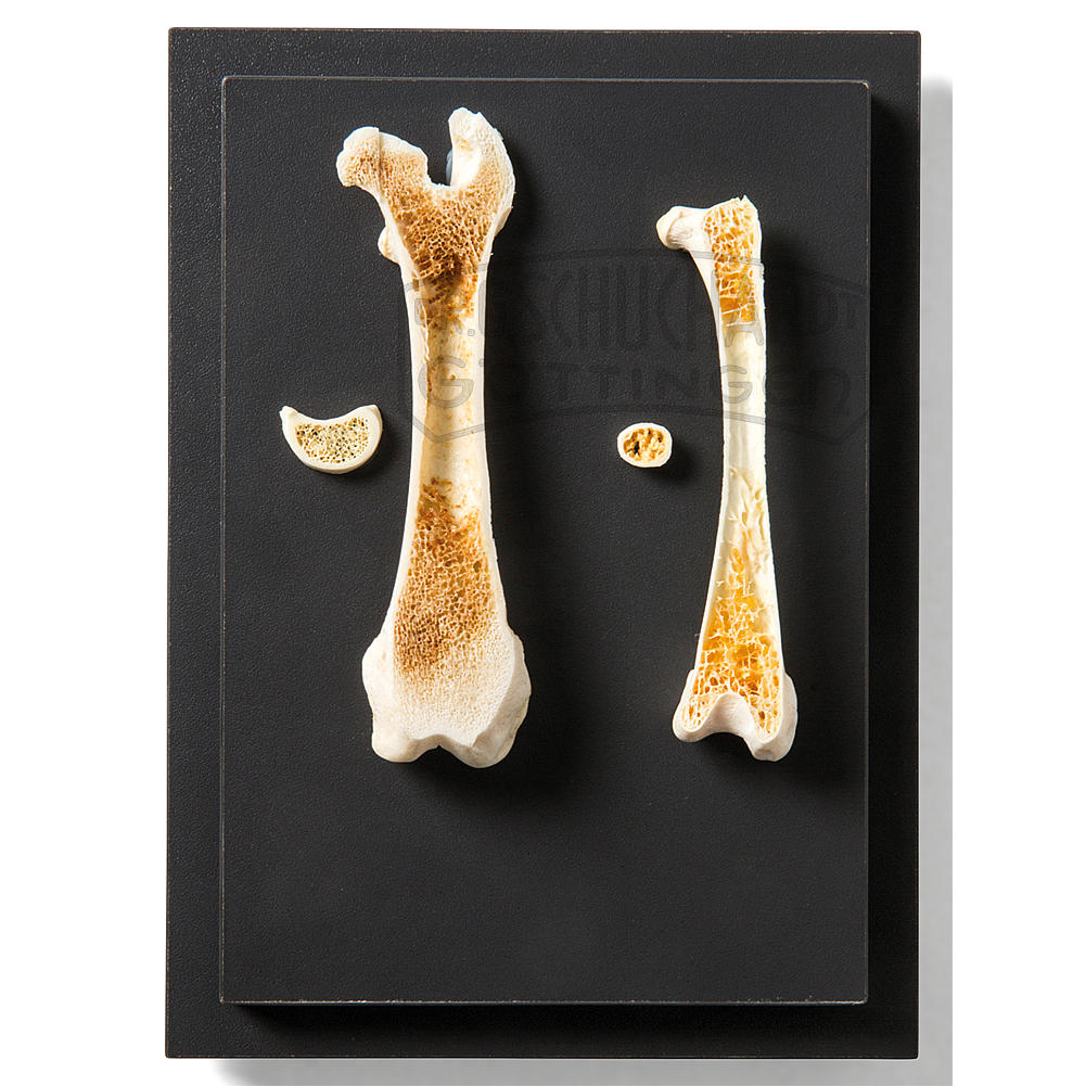 Tierisches Skelett Modell Tauben Knochen Skulptur Lehrmittel Für Biologie 