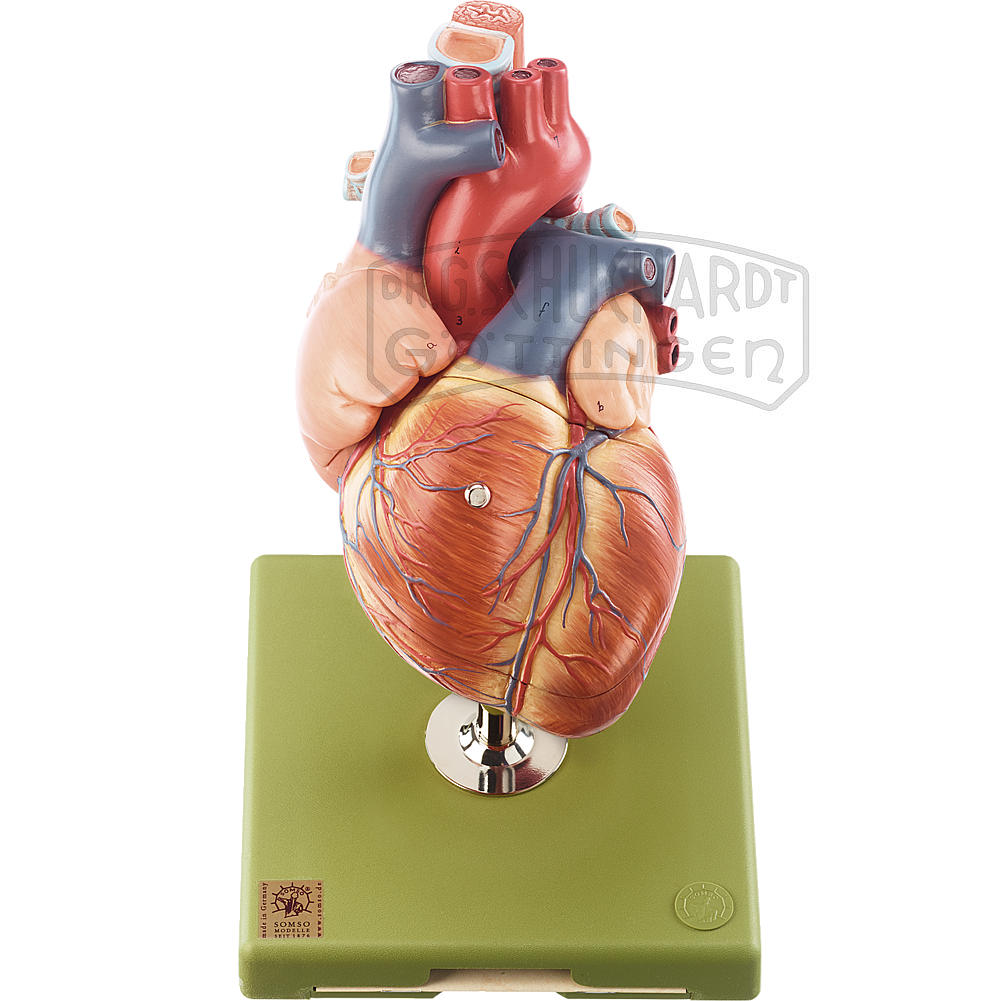Anatomie Modell Herz Menschmodell menschliches Herz Lernwerkzeug Lernmodell 