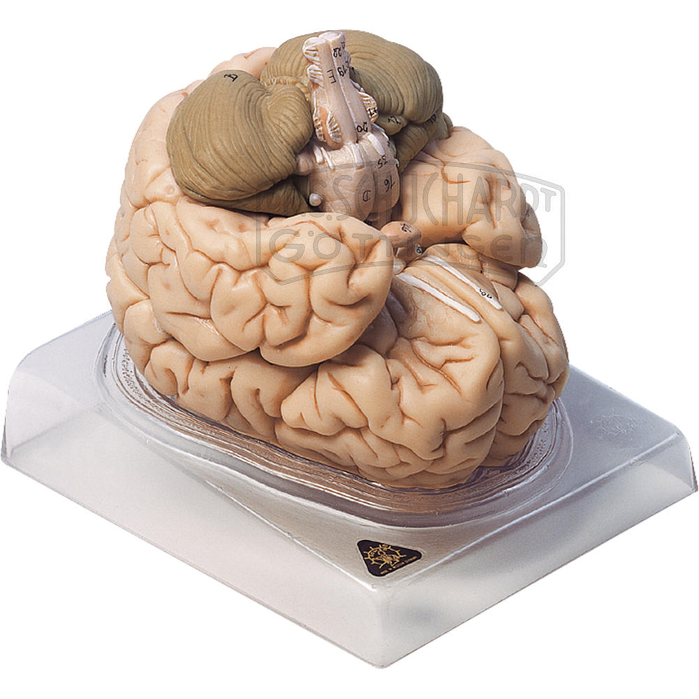 aus Buntes Anatomie Schädelmodell Kopf Modell Gehirnmodell Biologie Lehrmittel 